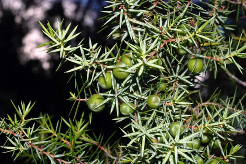 Semillas autoctonas Juniperus Oxycedrus